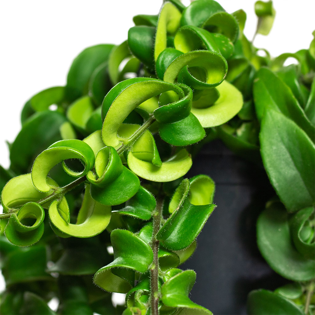 Aeschynanthus Rasta Lipstick Plant Close-Up