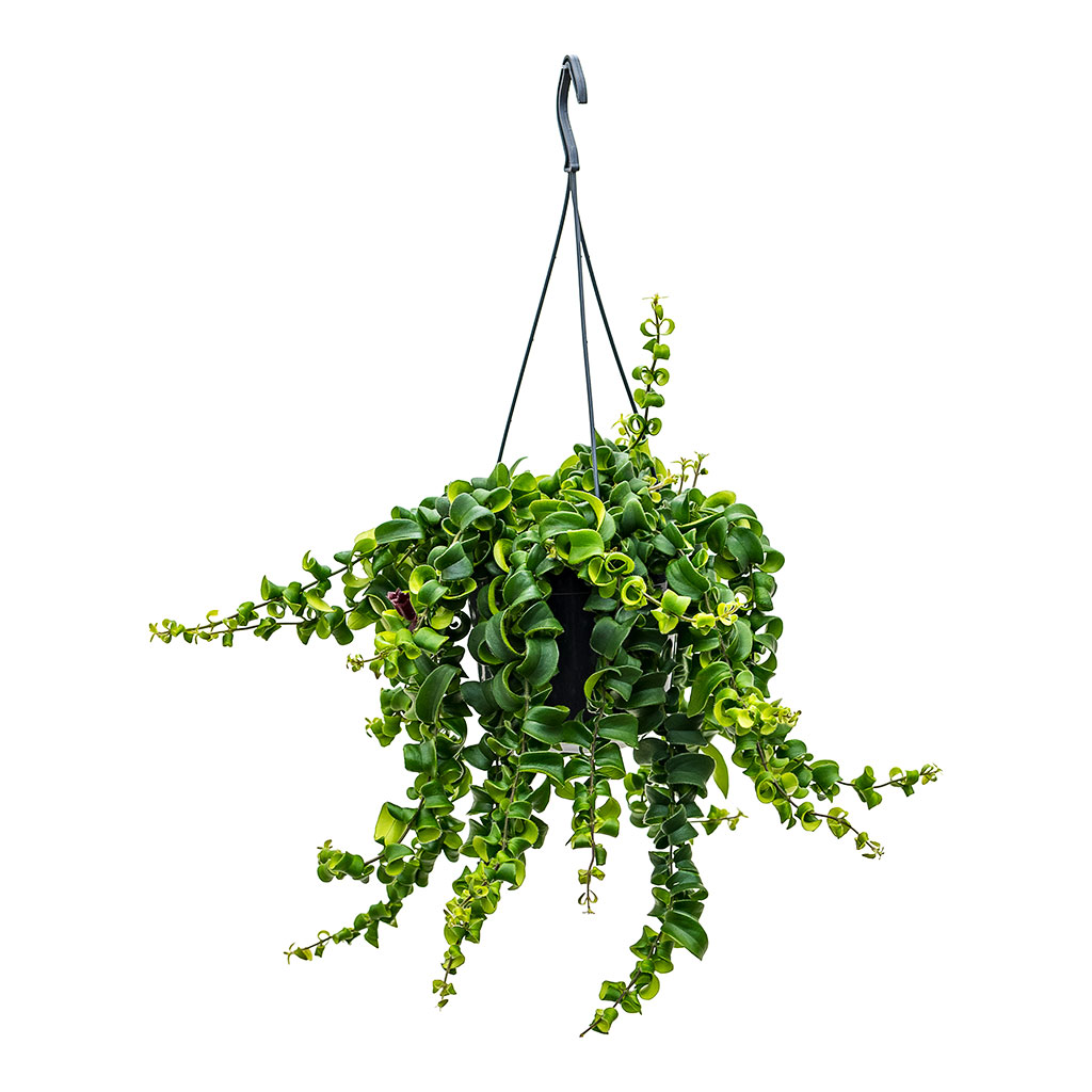 Aeschynanthus Rasta Lipstick Plant