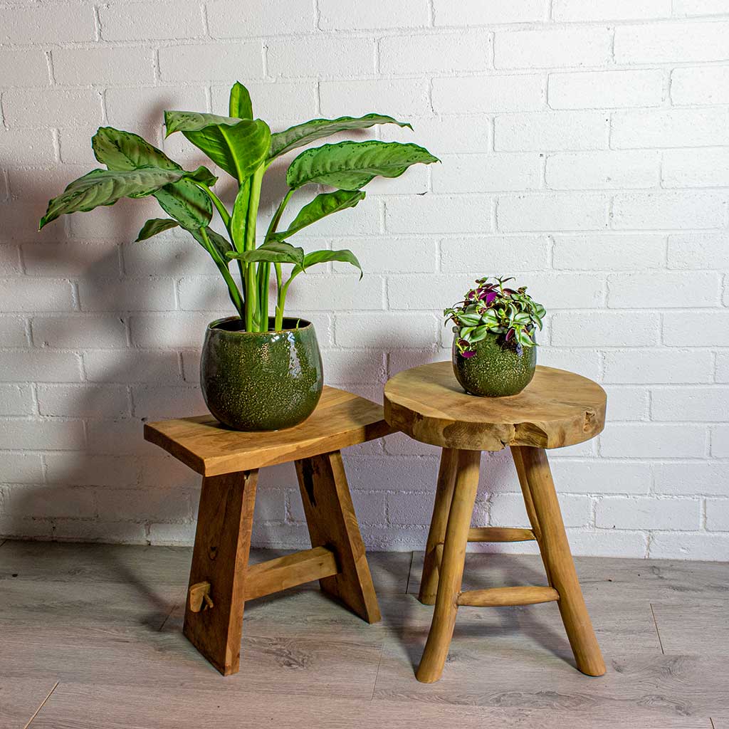 Aglaonema B.J. Freedman Chinese Evergreen & Tradescantia zebrina Inch Plant & Mischa Green Plant Pots