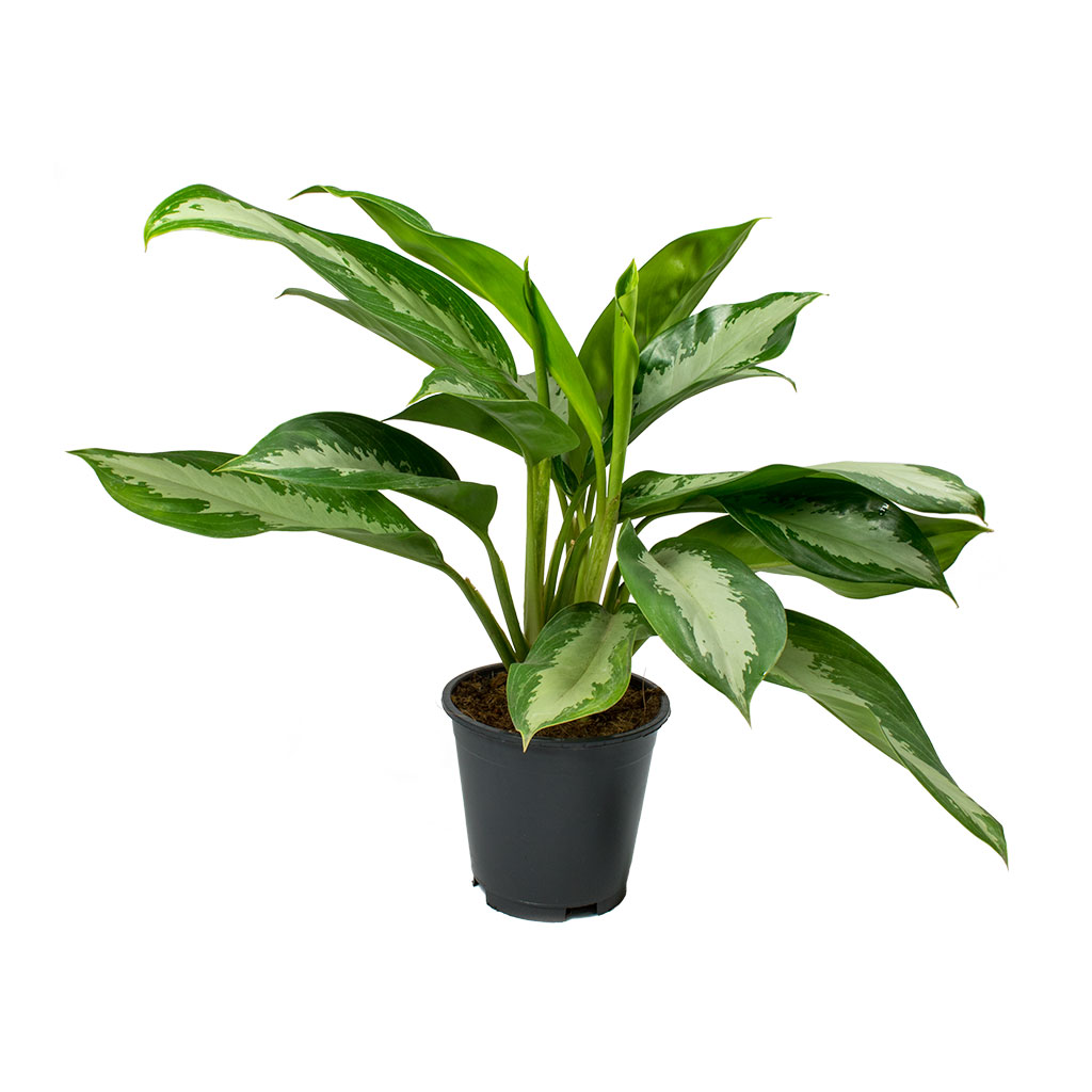 Aglaonema Diamond Bay - Chinese Evergreen 55cm