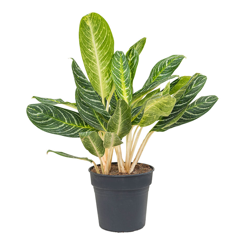 Aglaonema Key Lime Chinese Evergreen