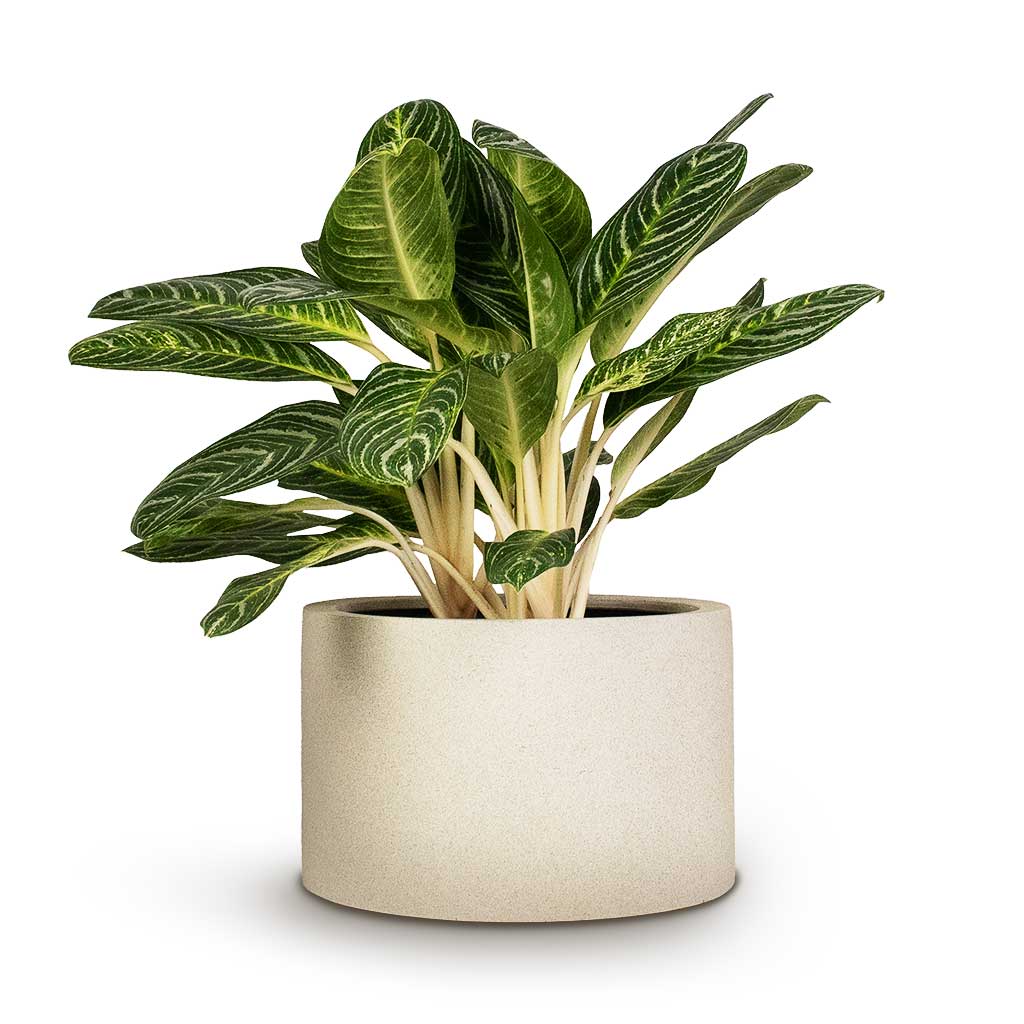 Aglaonema Key Lime Chinese Evergreen & Grigio Cylinder Planter Antique White Concrete