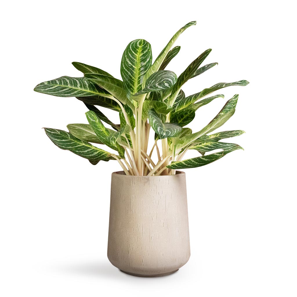 Aglaonema Key Lime Chinese Evergreen & Raindrop Tube High Round Planter - Stone