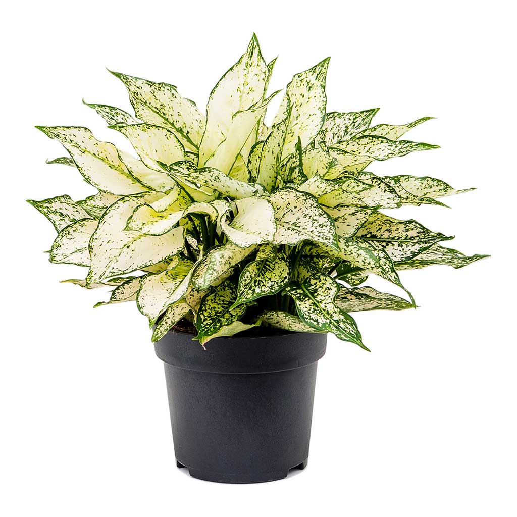 Aglaonema Kiwi Chinese Evergreen Medium