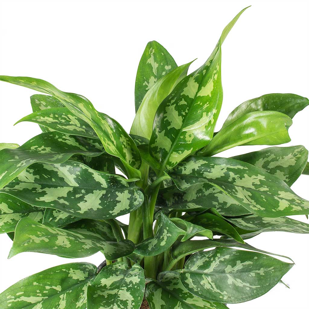 Aglaonema Maria - Chinese Evergreen Leaves