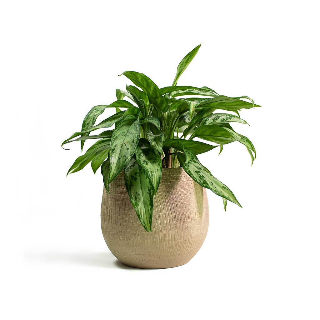 Aglaonema Silver Queen Chinese Evergreen with Ryan Plant Pot Sand Gold