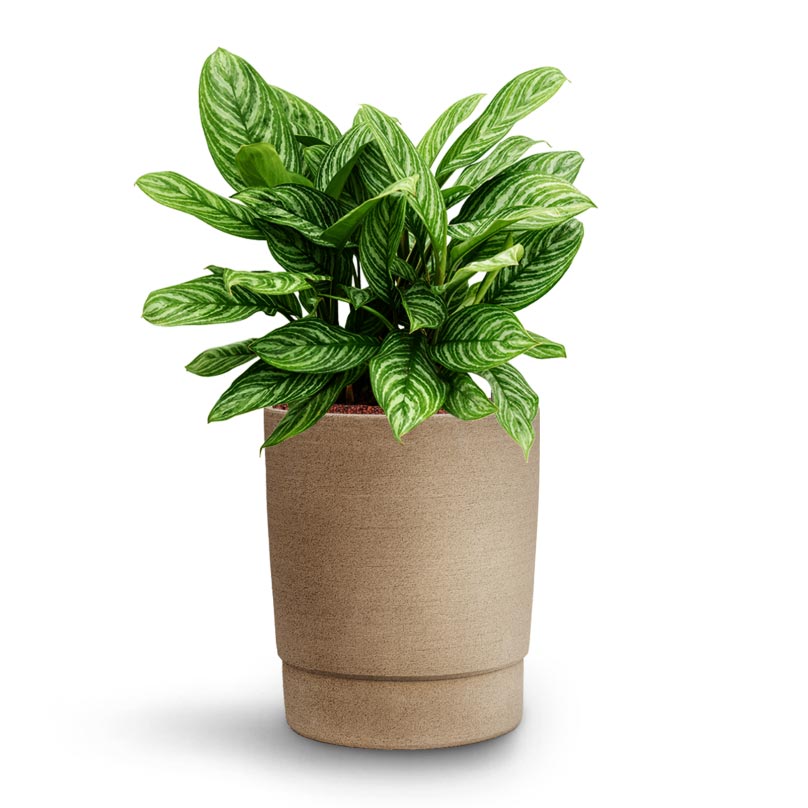 Aglaonema Stripes - Chinese Evergreen - Hydroculture Chao Plant Pot - Concrete
