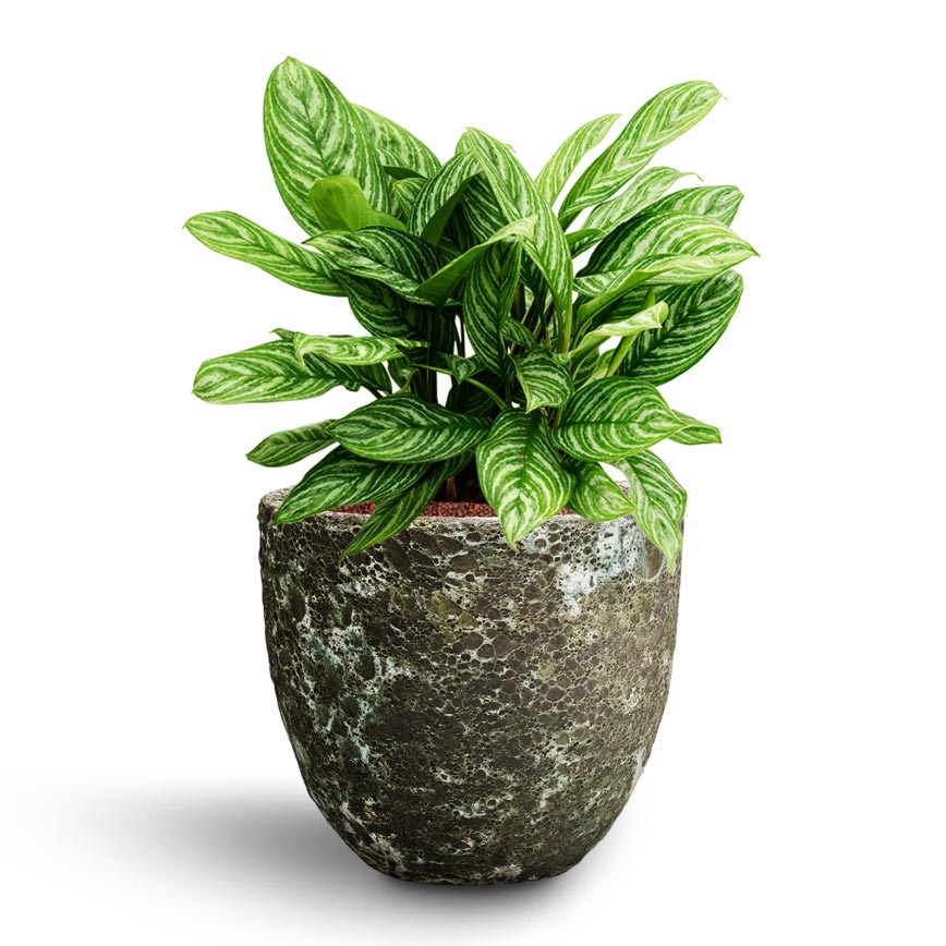 Aglaonema Stripes - Chinese Evergreen - Hydroculture Lava Couple Relic Planter - Jade