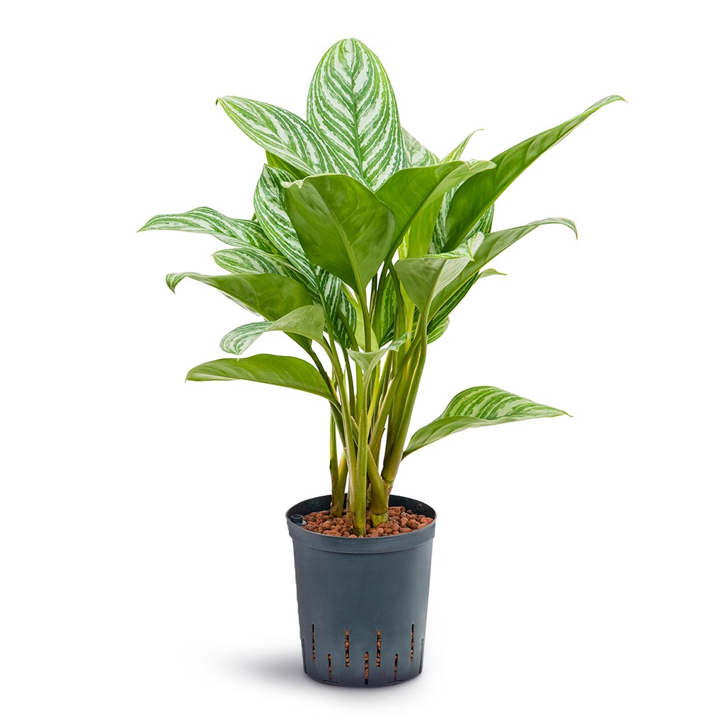Aglaonema Stripes - Chinese Evergreen - Hydroculture - 18/19 x 60cm