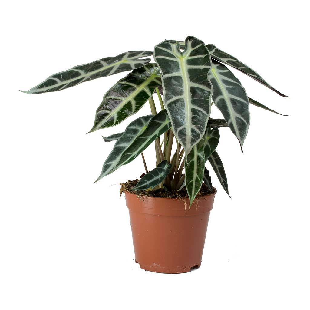 Alocasia Bambino Arrow - Jewel Alocasia
