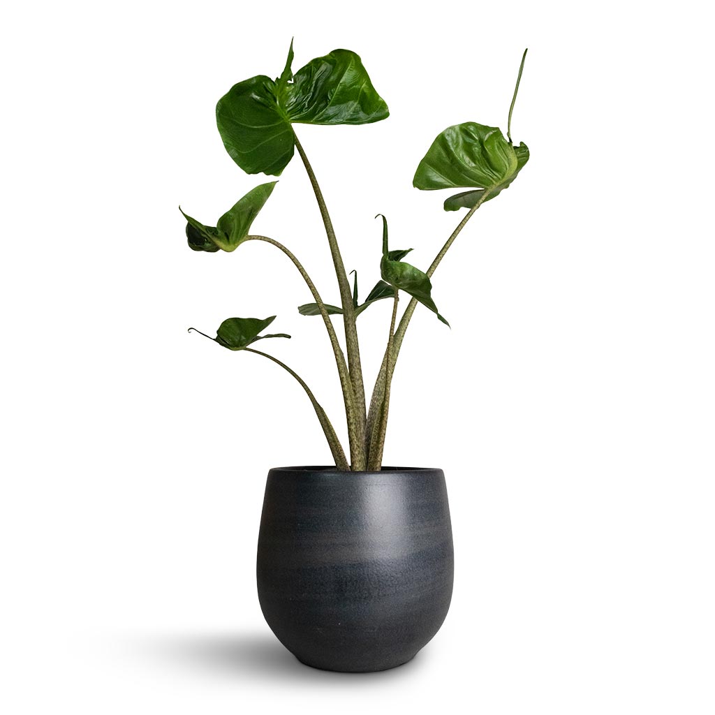 Alocasia Stingray - Elephant Ear & Esra Plant Pot - Graphite