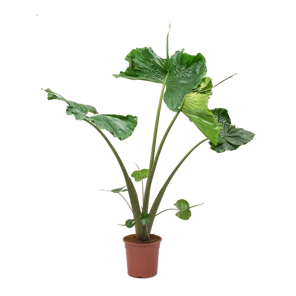 Alocasia Stingray - Elephant Ear - Large