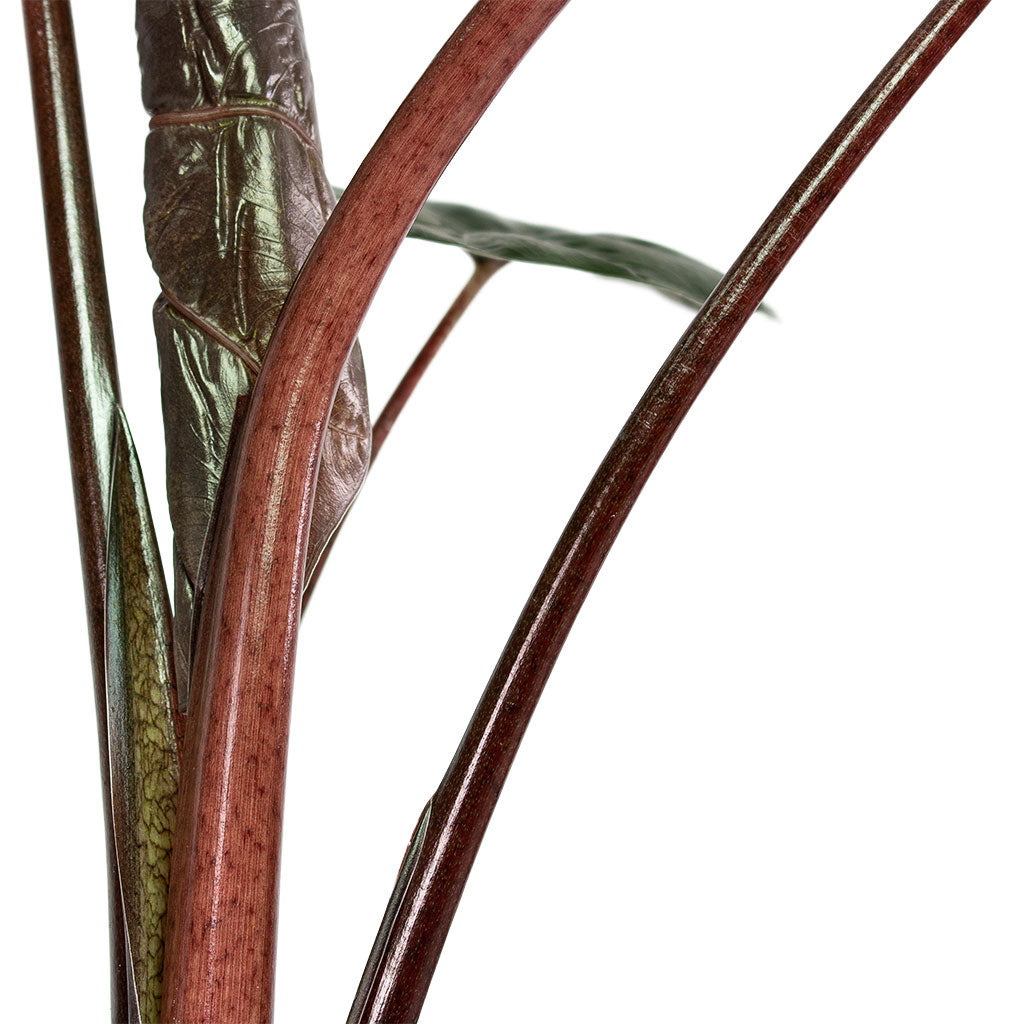 Alocasia Yucatan Princess Elephant Ear Close-Up Stems