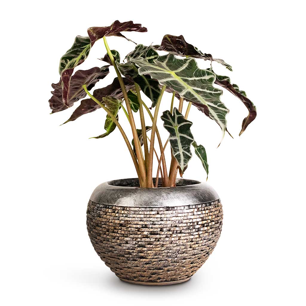 Alocasia amazonica Polly Elephant Ear & Luxe Lite Layer Globe Planter Bronze