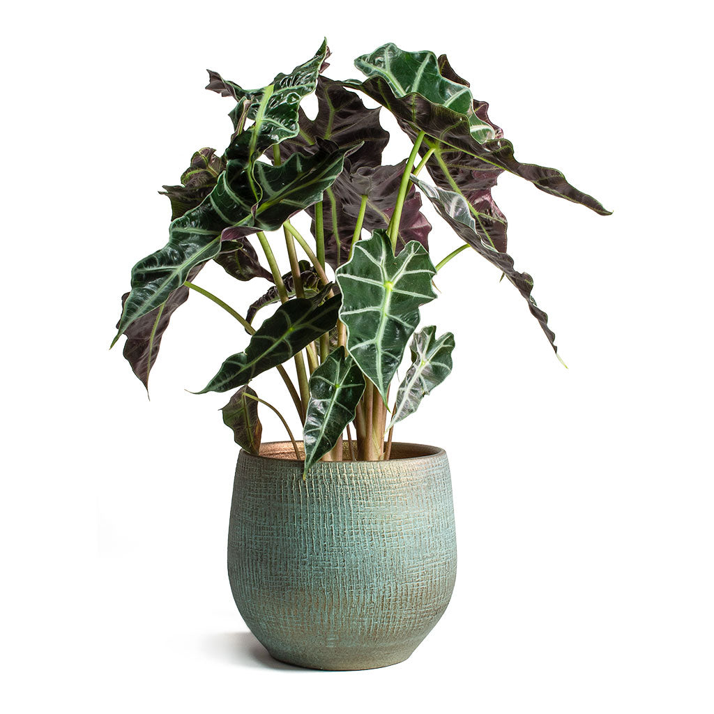 Alocasia amazonica Polly Elephant Ear & Ryan Plant Pot Blue Gold