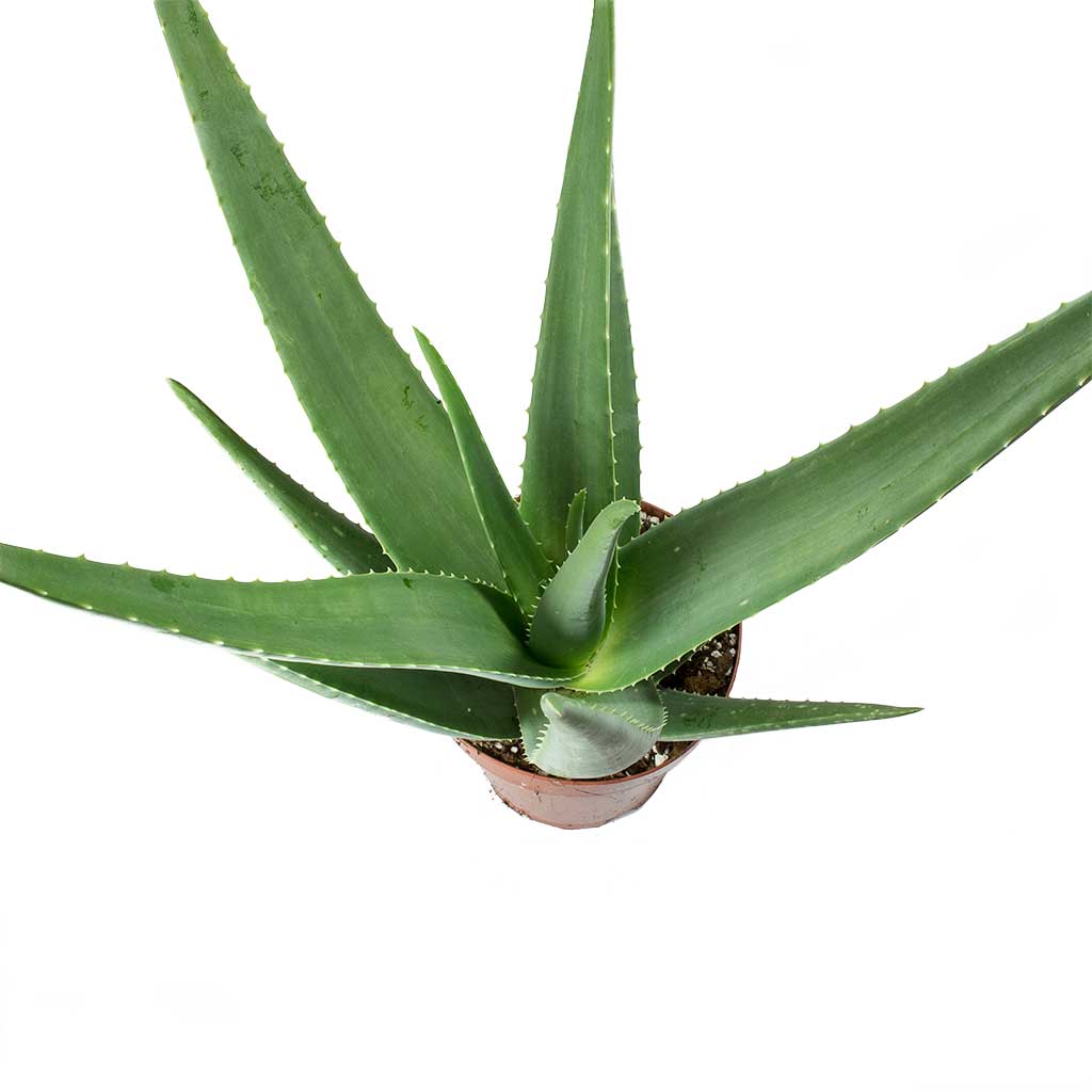 Aloe vera Leaves