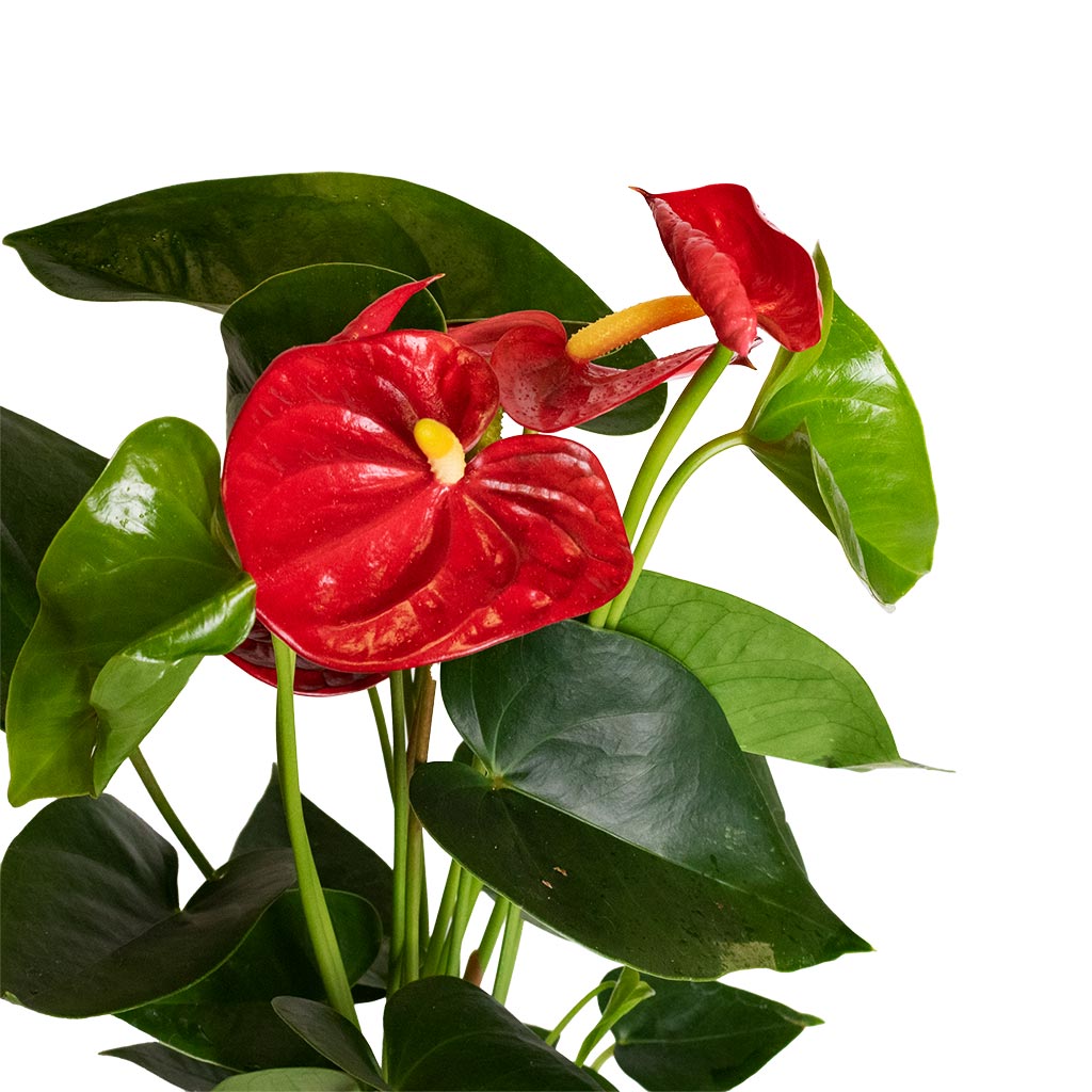 Anthurium Royal Champion - Royal Red Close Up