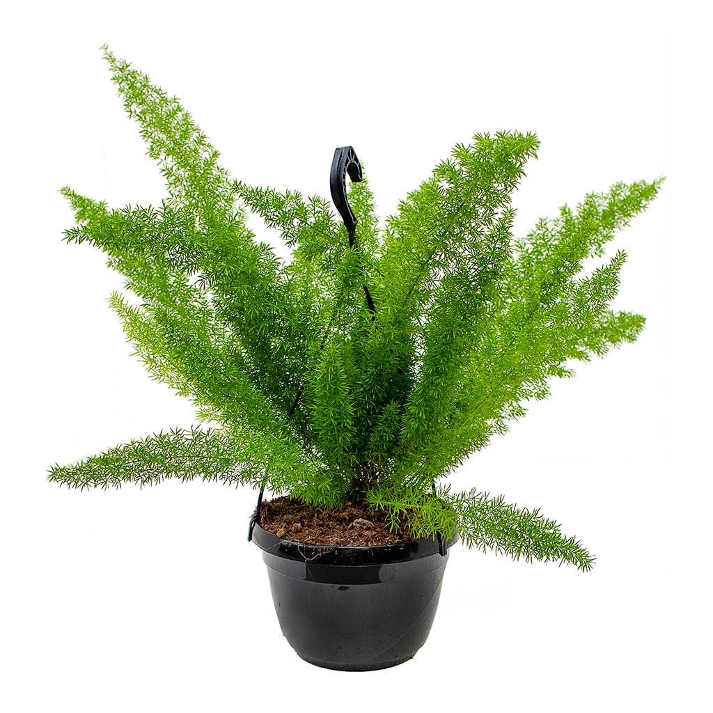 Asparagus densiflorus Myersii - Foxtail Fern 20cm