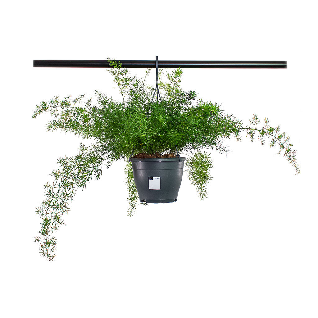 Asparagus densiflorus Sprengeri Emerald Feather Fern Hanging