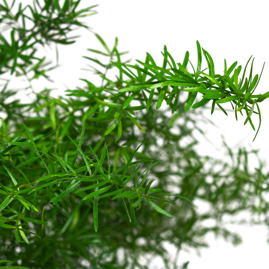 Asparagus densiflorus Sprengeri Emerald Feather Fern Close-Up