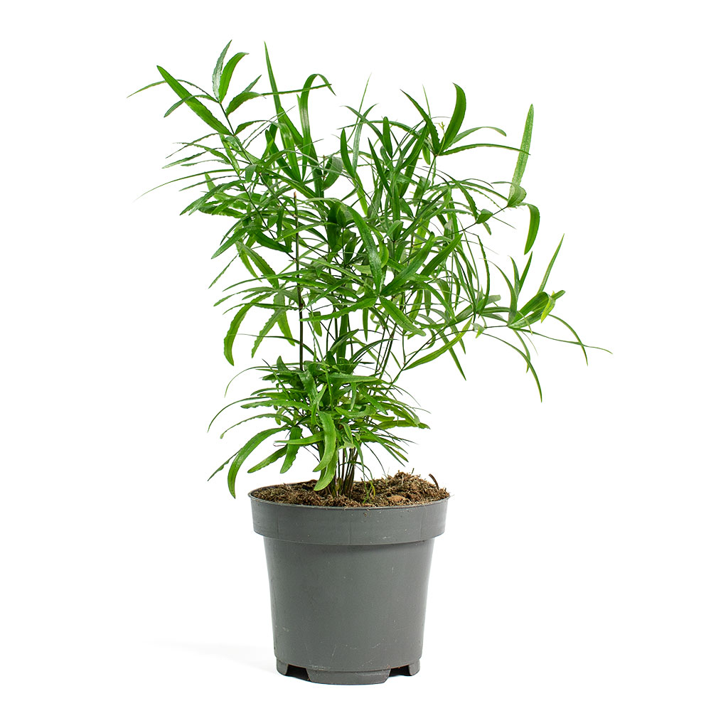 Asparagus falcatus Sicklethorn Small