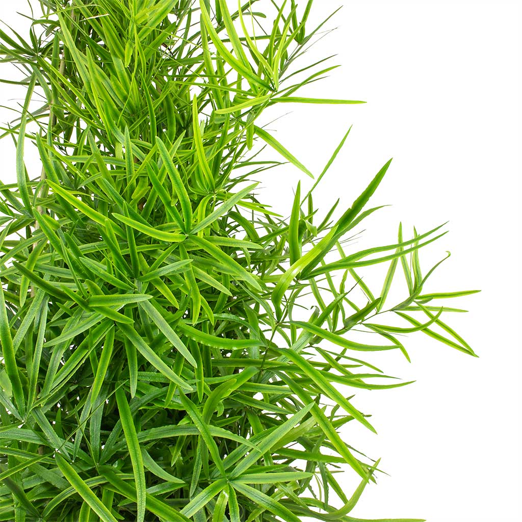 Asparagus falcatus - Sicklethorn Leaves