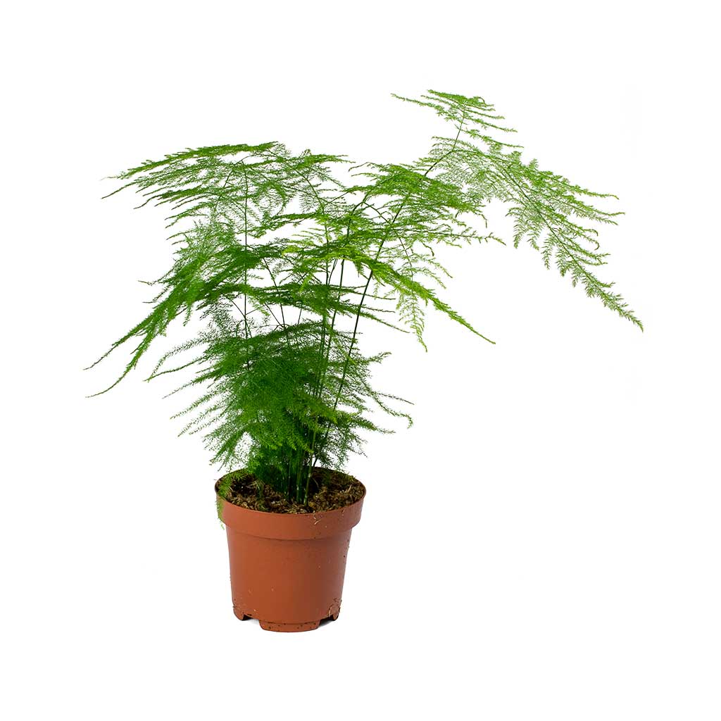Asparagus setaceus - Lace Fern 30cm