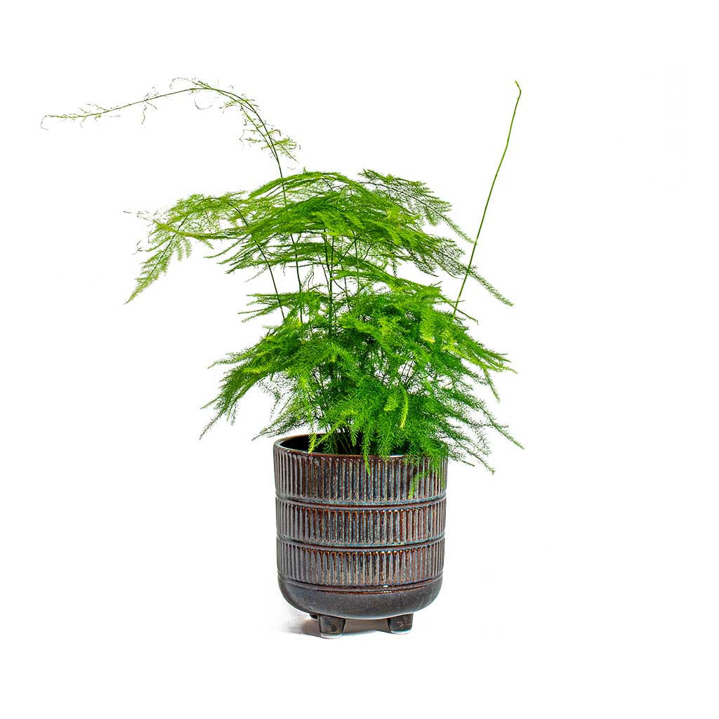 Asparagus setaceus Lace Fern & Denise Plant Pot - Blue Bronze