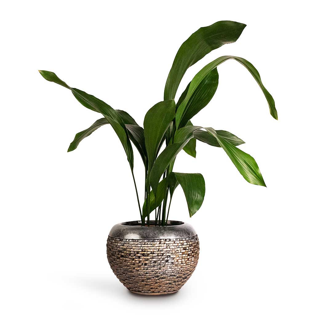 Aspidistra Cast Iron Plant & Luxe Lite Layer Globe Planter Bronze