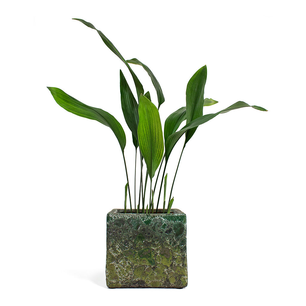 Aspidistra Cast Iron Plant with Lava Cube Relic Planter Jade