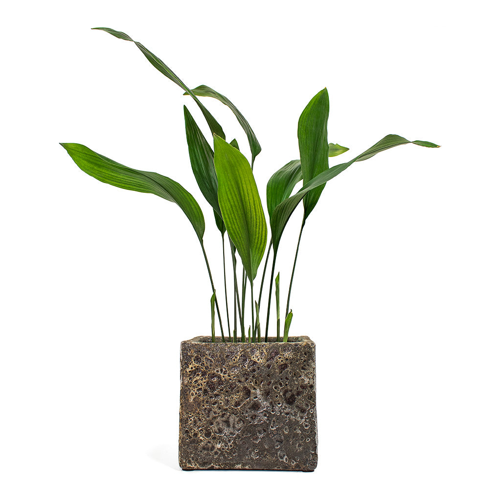 Aspidistra Cast Iron Plant with Lava Cube Relic Planter Rust