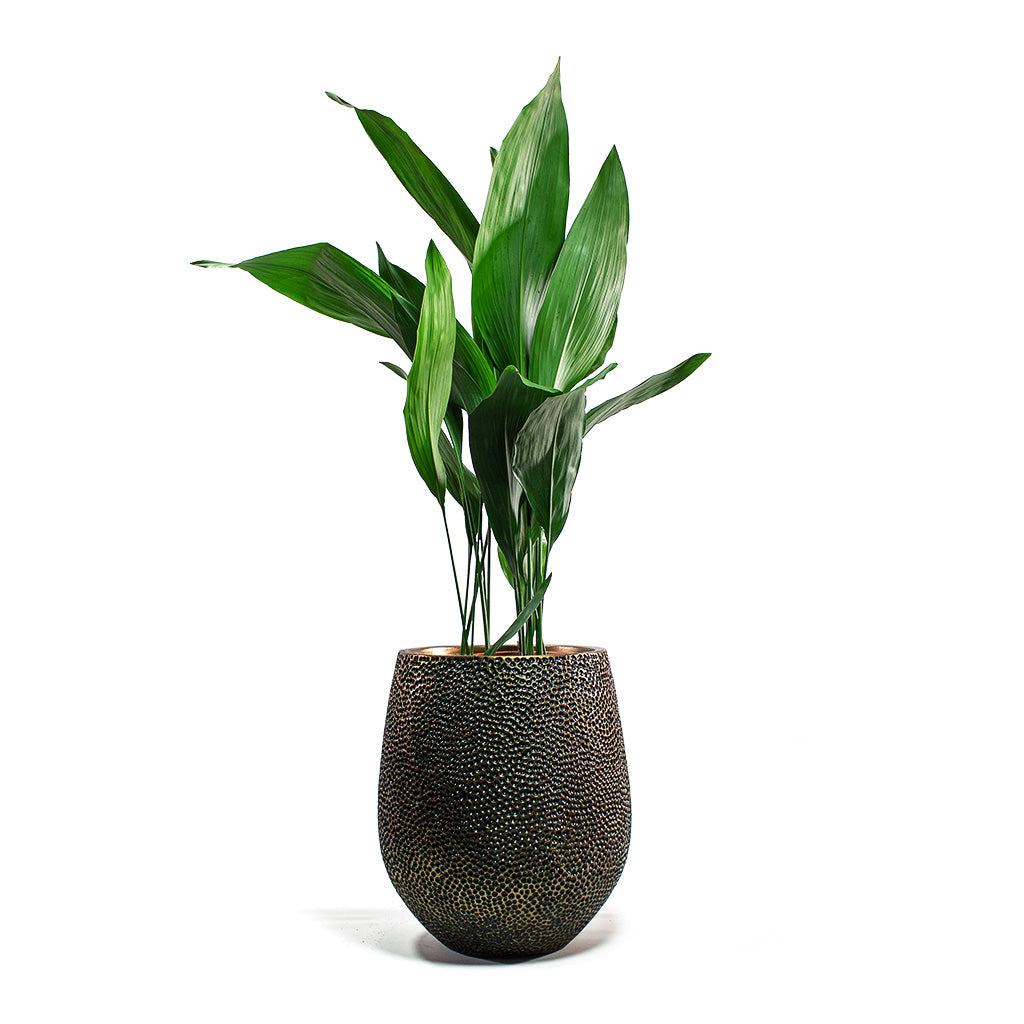 Aspidistra Cast Iron Plant with Opus Hit Darcy Planter Gold