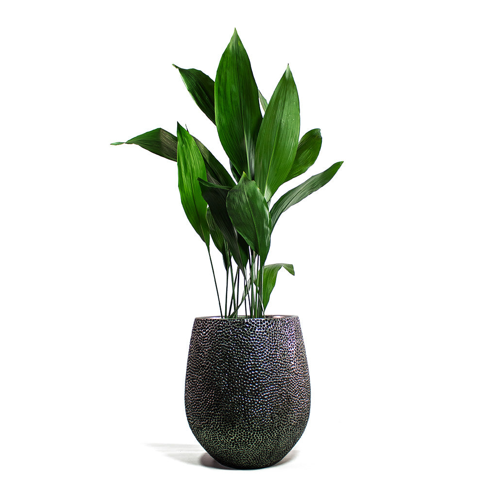 Aspidistra Cast Iron Plant with Opus Hit Darcy Planter Silver