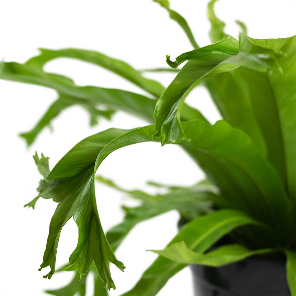 Asplenium Crissie Amy Birds Nest Fern Close Up