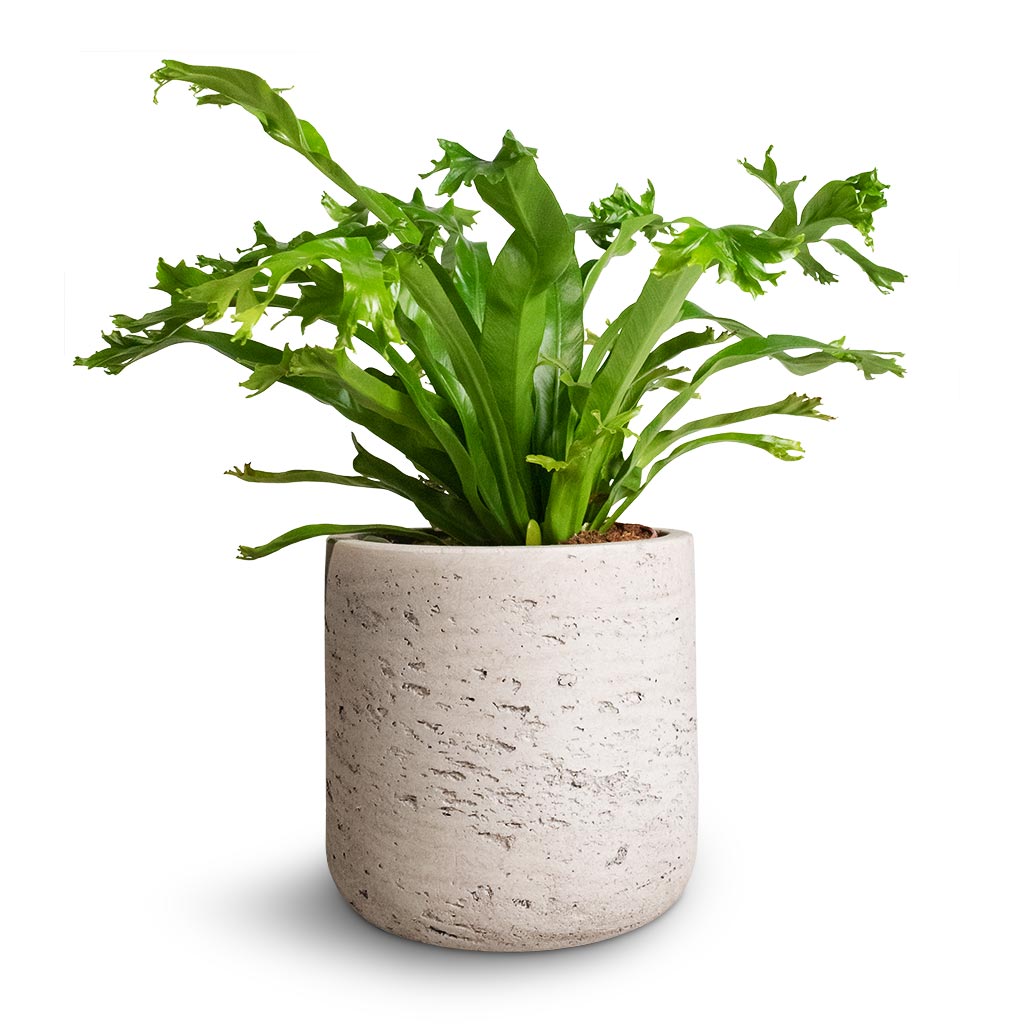 Asplenium Crissie Amy - Bird's Nest Fern & Charlie Plant Pot - Grey Washed