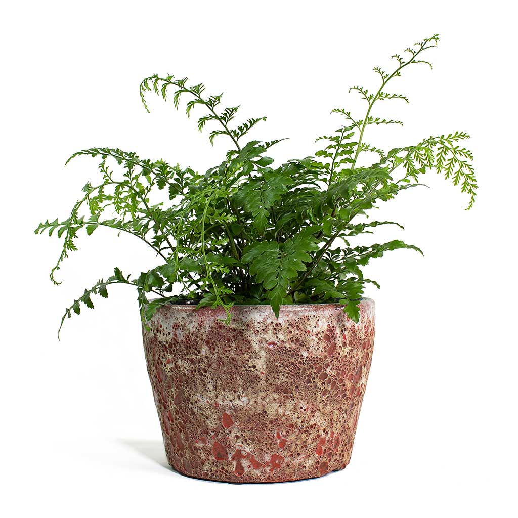 Asplenium Parvati Mother Fern with Lava Couple Straight Relic Planter Pink