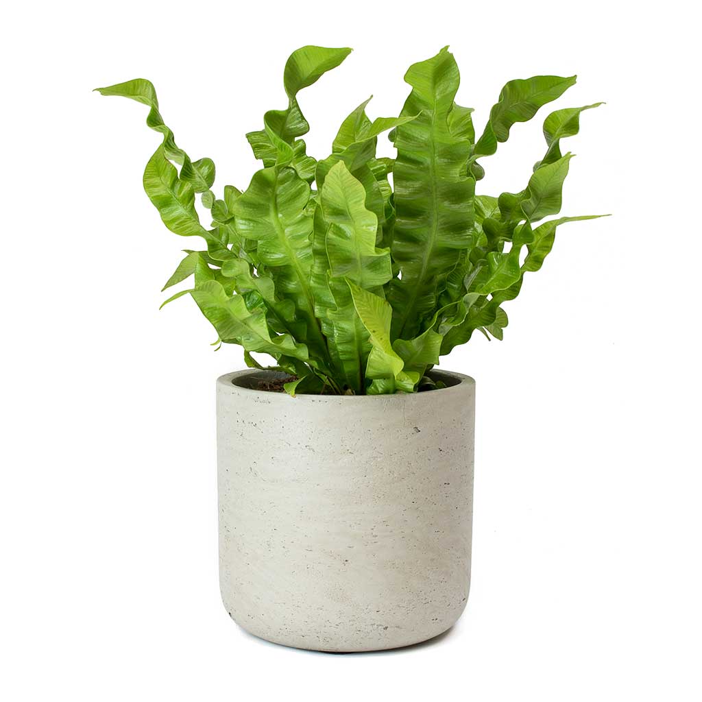 Asplenium nidus Crispy Wave - Pleated Bird's Nest Fern & Charlie Plant Pot