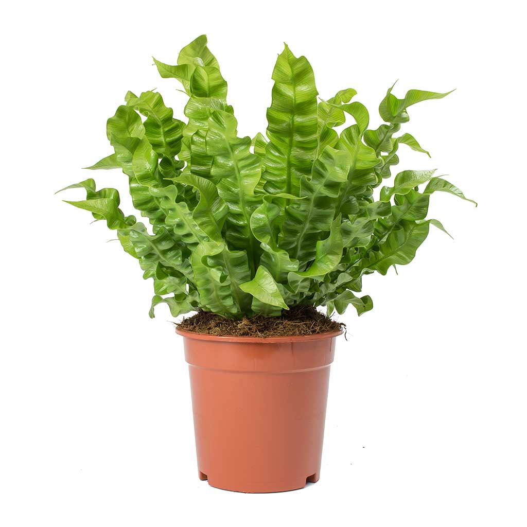 Asplenium nidus Crispy Wave - Pleated Bird's Nest Fern Large