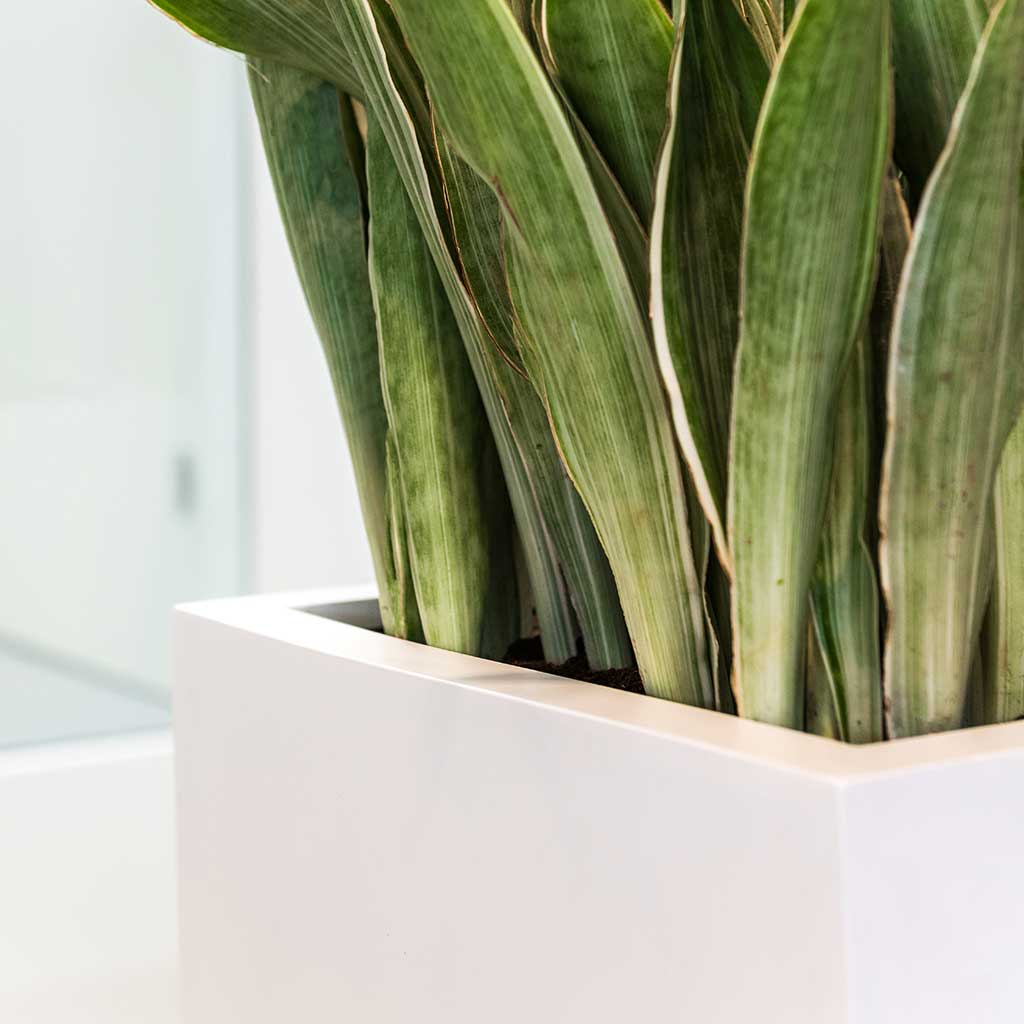 Balcony Planter - Matt White & Sansevieria