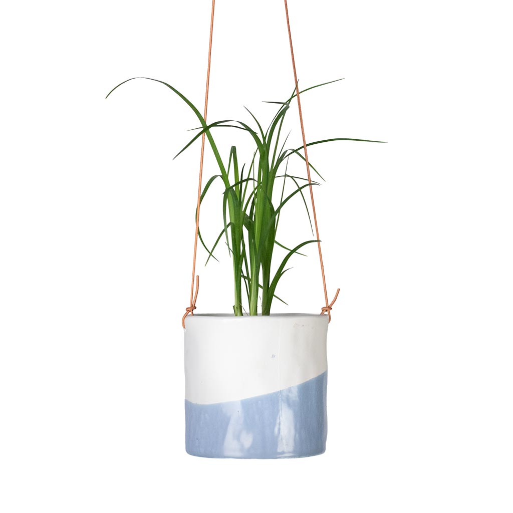 Beaucarnea - Pony Tail Palm - Head & Dip Hanging Indoor Pot