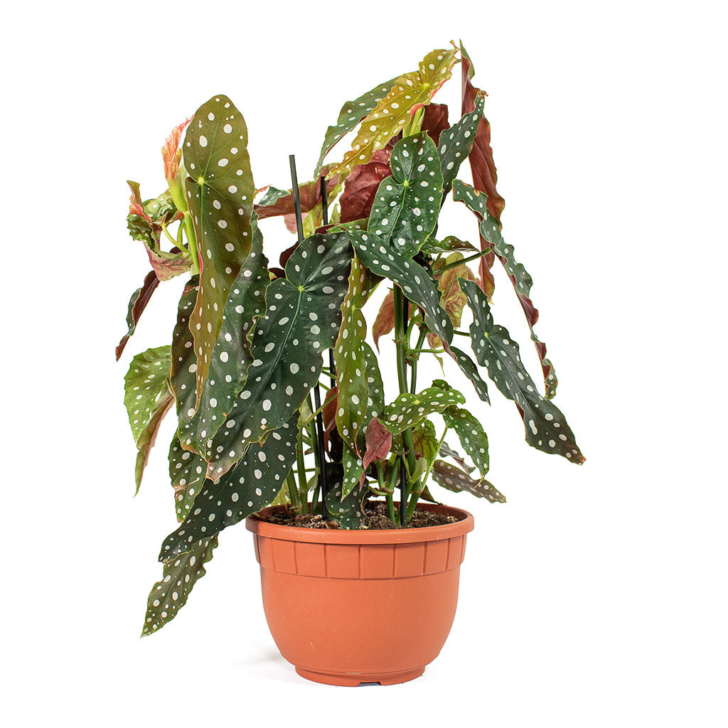 Begonia Maculata Polka Dot Begonia Houseplant