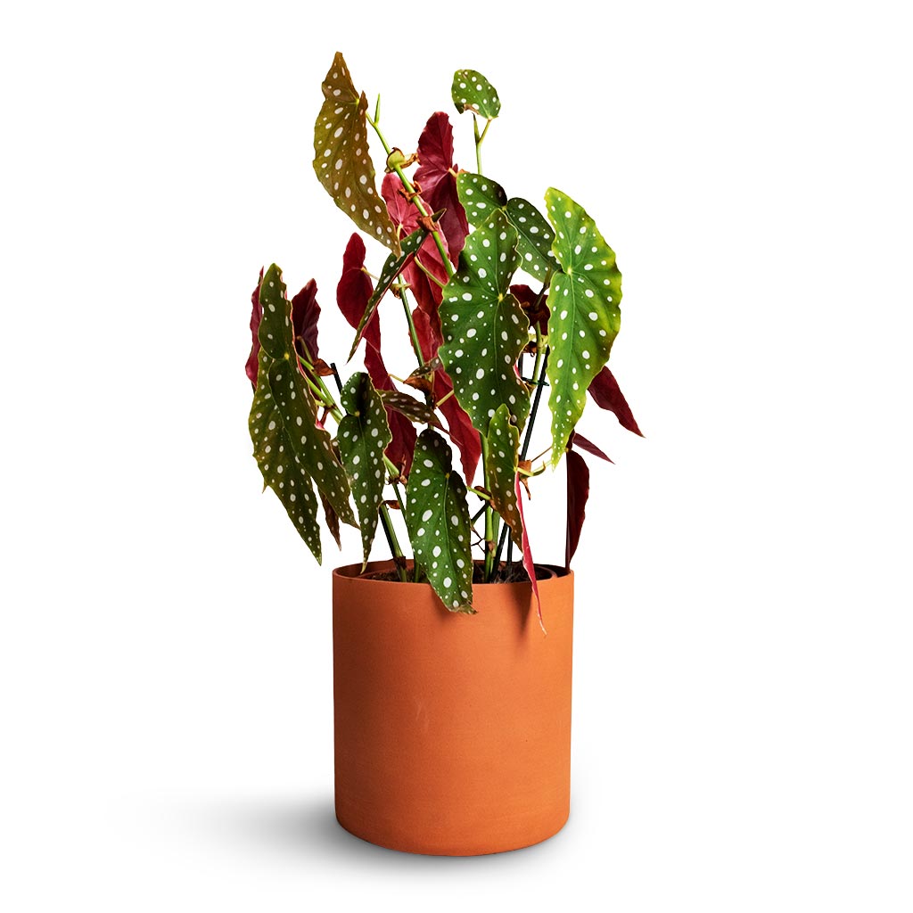 Begonia Maculata - Polka Dot Begonia & Puk Refined Planter - Canyon Orange