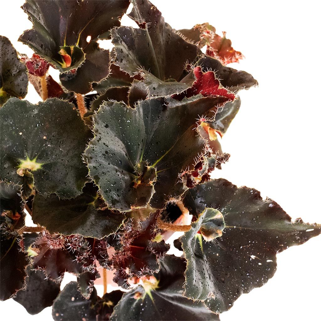 Begonia BD Rex - Anne Begonia Leaves