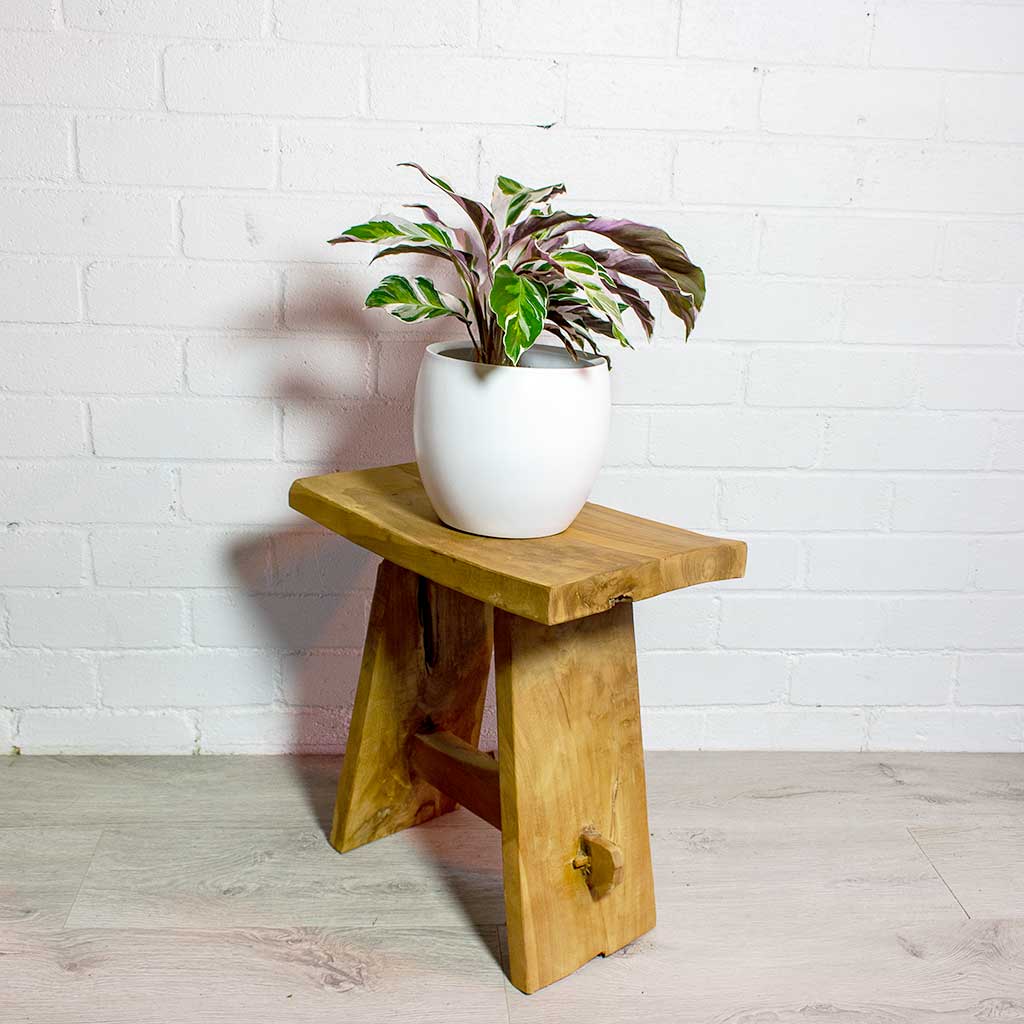 Calathea Fusion White & Cresta Plant Pot - Pure White