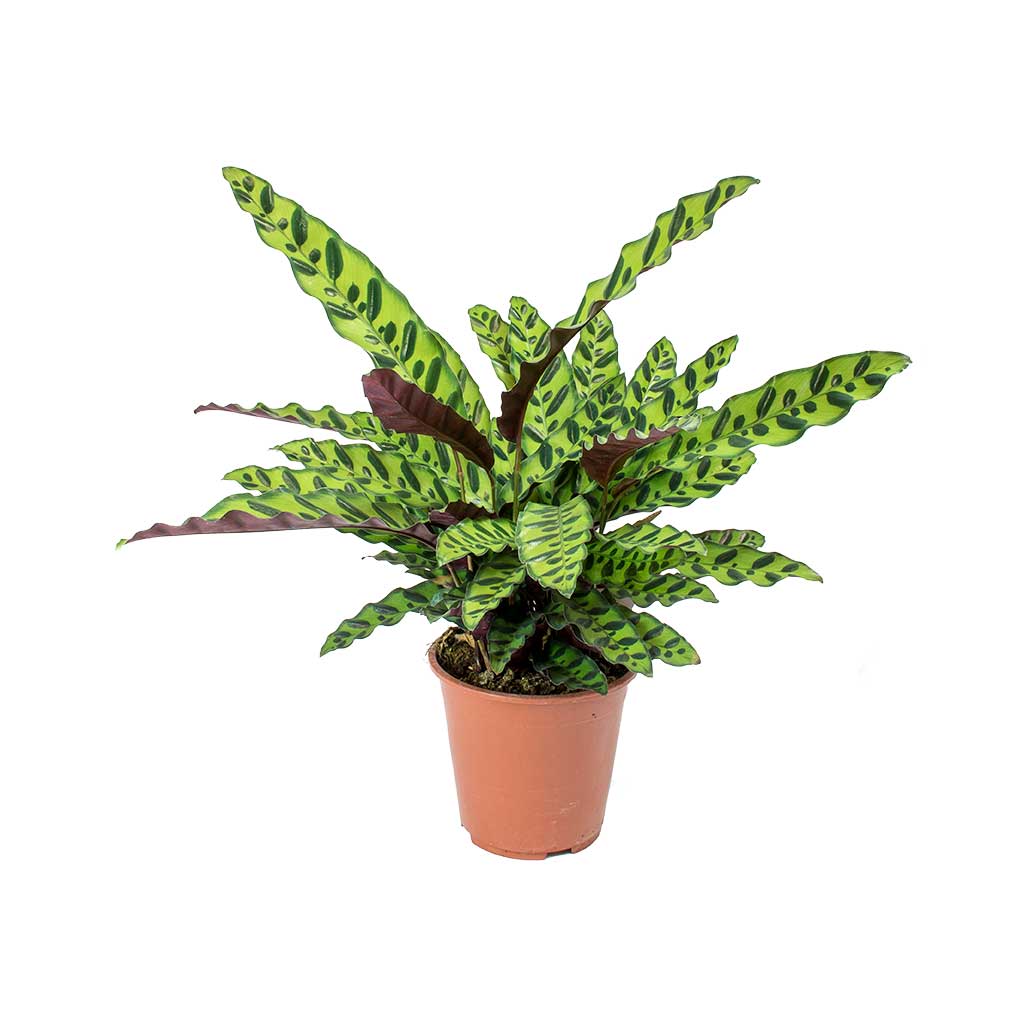 Calathea lancifolia - Rattlesnake Plant