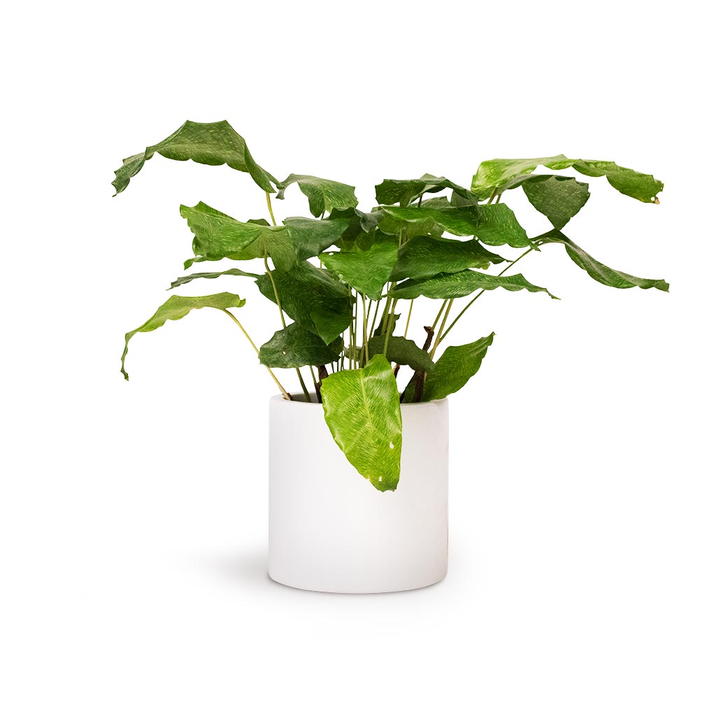 Calathea musaica Network Houseplant 12x30cm and Puk Planter Matt White 15x15cm