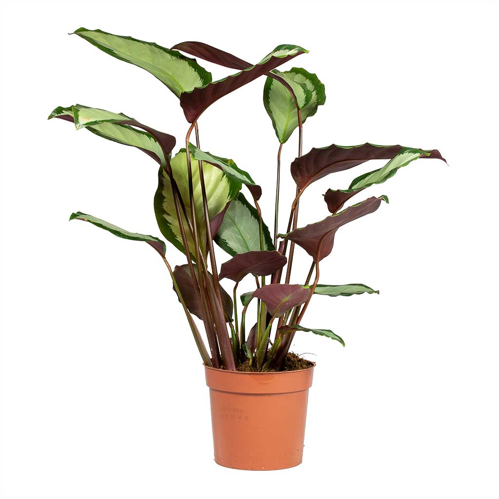 Calathea picturata Argentea Houseplant Smaller