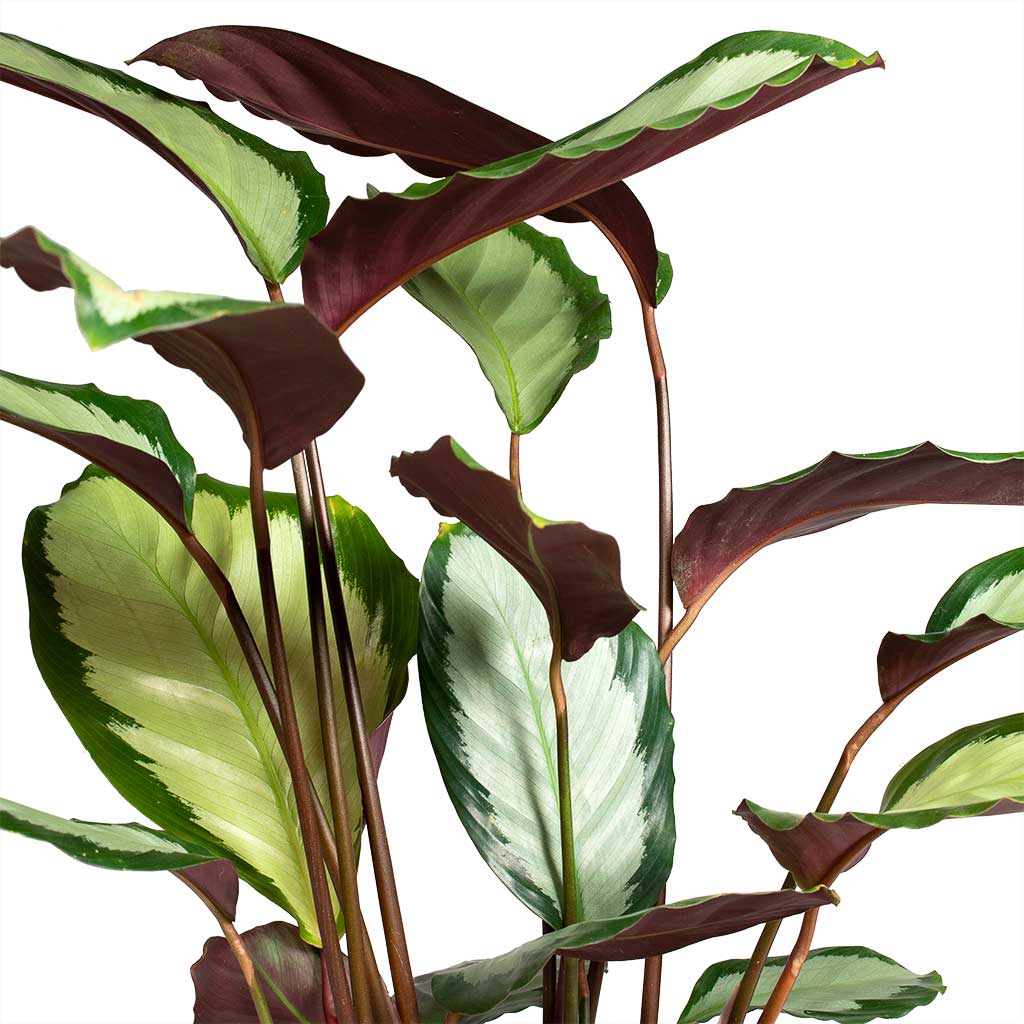 Calathea picturata Argentea Houseplant Leaves
