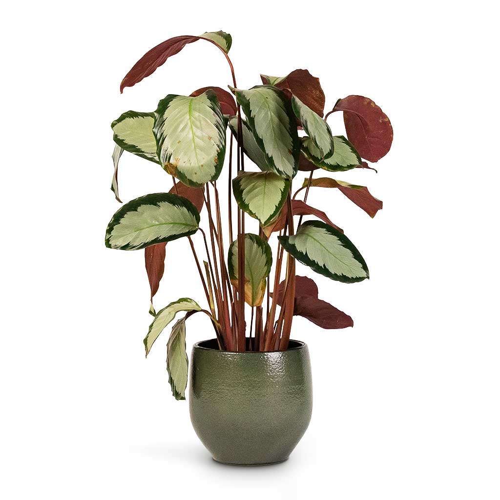 Calathea picturata Argentea Houseplant & Zembla Plant Pot Green