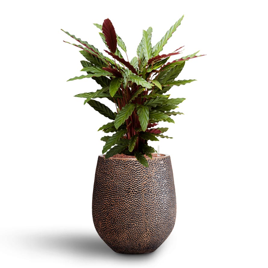 Calathea rufibarba - Velvet Calathea - Hydroculture Opus Hit Darcy Planter - Gold